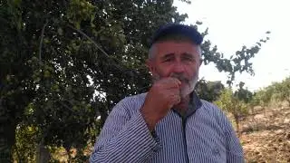 Armutun atası, ahlat, çördük, doğal armut