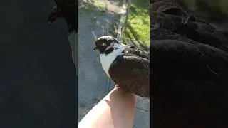Учу Гулю летать🤗❤