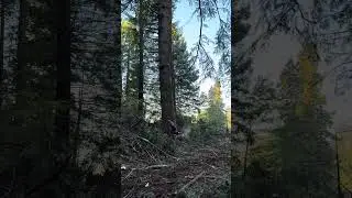 A few bushel fir.