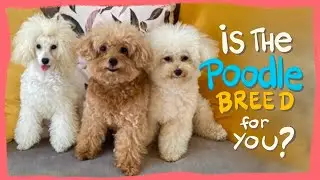 TOY POODLES- Breed Characteristics, Pros & Cons  - Things to know before getting one 2024