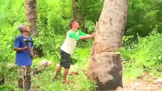 Petik Buah Kosambi dan Tebang Pohon Gewang | JEJAK ANAK NEGERI