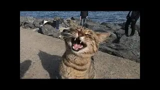 Cats Who Meow! (A Compilation)