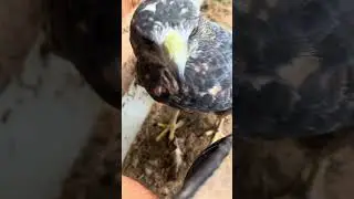 Bobby ist in Spiellaune ☺️🦅 er knuspert , ist aber nie böse 🥰 #falknerei #zoo #vogel