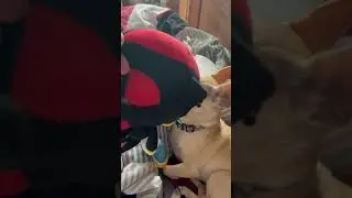 Dog meets Hedgehog