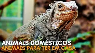 ANIMAIS que VOCÊ pode ter EM CASA.