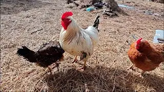 01.04.24 г.  Дела куриные.