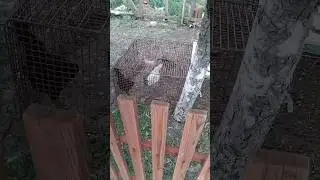 Петушок лакеданзи поëт🥰