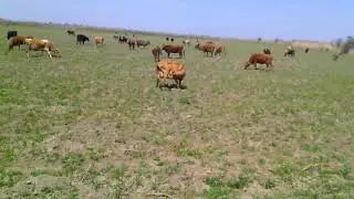 Корова сосёт сама у себя молоко