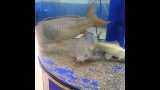 Выставка рыб