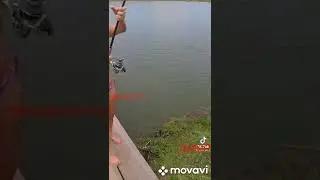 вы такого точно не видели,Ловля рыба