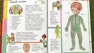 АНАТОМИЯ ДЛЯ ДЕТЕЙ. Нервная система. Читаем вслух детскую энциклопедию