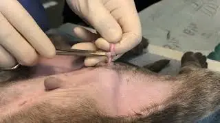 Puppy Neuter using Autoligation