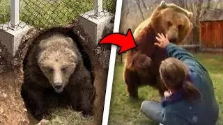 This Grizzly Bear Dug Out of Zoo Enclosure To FATALLY MAUL Zookeeper!