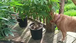 O High O - 2024 Outdoor Cannabis Grow 3rd Day Outside Of Hardening Plants Off