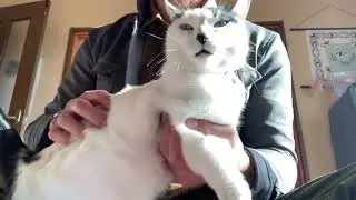 CAT spanking2020