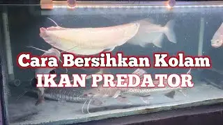 Cara Membersihkan Kolam Ikan Predator