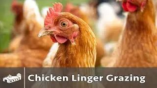 Chicken Linger Grazing - June 2021
