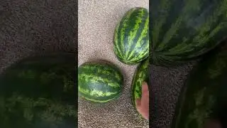 Арбуз мальчик или девочка?