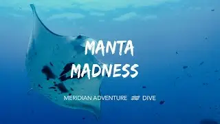 Manta Madness in Raja Ampat