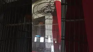 Habis di kasih kroto langsung bongkar materi