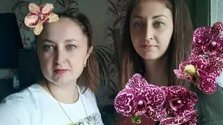 Ирина Давтян и ее сортовые орхидеи все в цветоносах