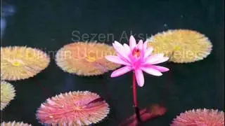 Dilimin ucunda kelimeler