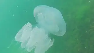 Balck Sea under water. Черно море под вода