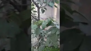 черешня зацвела повторно
