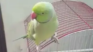 angry mithu | talking parrot |#parrot #bird #ringneckparrot