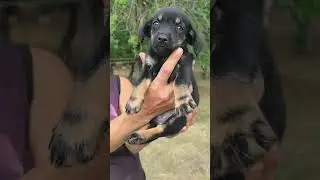 Помощь приюту 89198804237 Спасаем животных вместе
