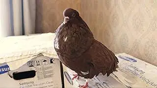 Голубь Мишка танцует (Pigeon Mishka is dancing)