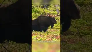 Where To Shoot a Moose With a Gun | Hunting Tips 