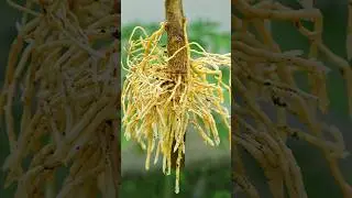 🌿A great way to propagate lemon tree is by air layering using aluminum foil 