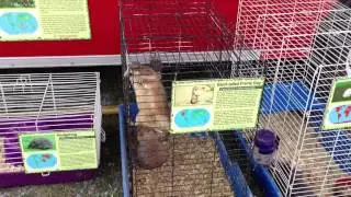 Prairie dog escape artist