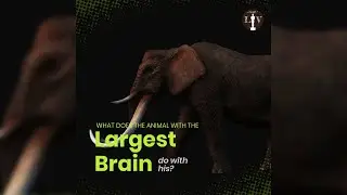 The Elephant Brain Facts #shorts