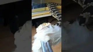 The Batwing Rattlesnake's Incredible Venom Display