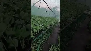 89991990647 заказать #рассадаклубники  #strawberry #чебоксары #огород #дача #лето #garden