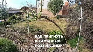 Как пригнуть штамбовую розу на зиму