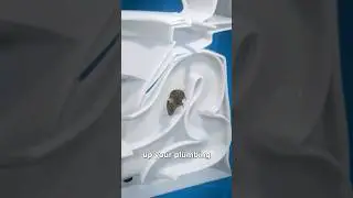 Mice in my toilet bowl?