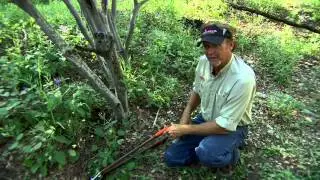 Stealth Cam Setup - Clearing Brush and No Glo