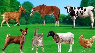 Farm Animals (Part 5) - Dogs, Chickens, Cows, Goats, Horses, Sheep