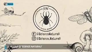 "Le pillole di Scienze Naturali" - Un fiore con frutti horror