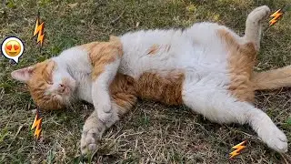Strange Pregnant Cat Trust me so much, and even Allows me to touch her head