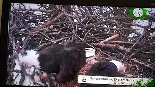 Звериный репортёр 1 й выпуск