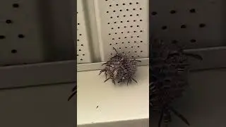Paper Wasp Nest