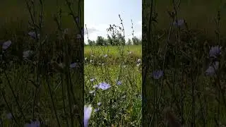 Blue Chicory by a Field