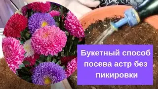 Букетный способ посева астр без пикировки