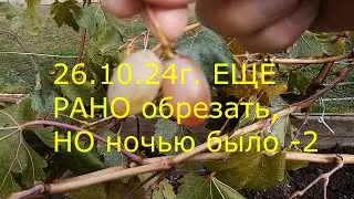 26 10 24г Ещё рано обрезать,но ночью был мороз  -2