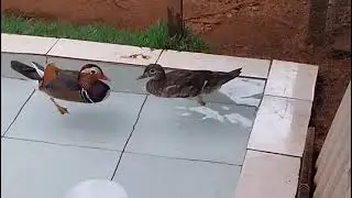 Olá meus amigos venham ver esta ave bonita marreco mandarim filhotão com 4 mês 7 dias deixe st like.