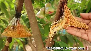 How to air layering rose apple with water. This method is super easy.